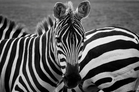 Transforming Your Home with Simon Peare's Fine Art Prints