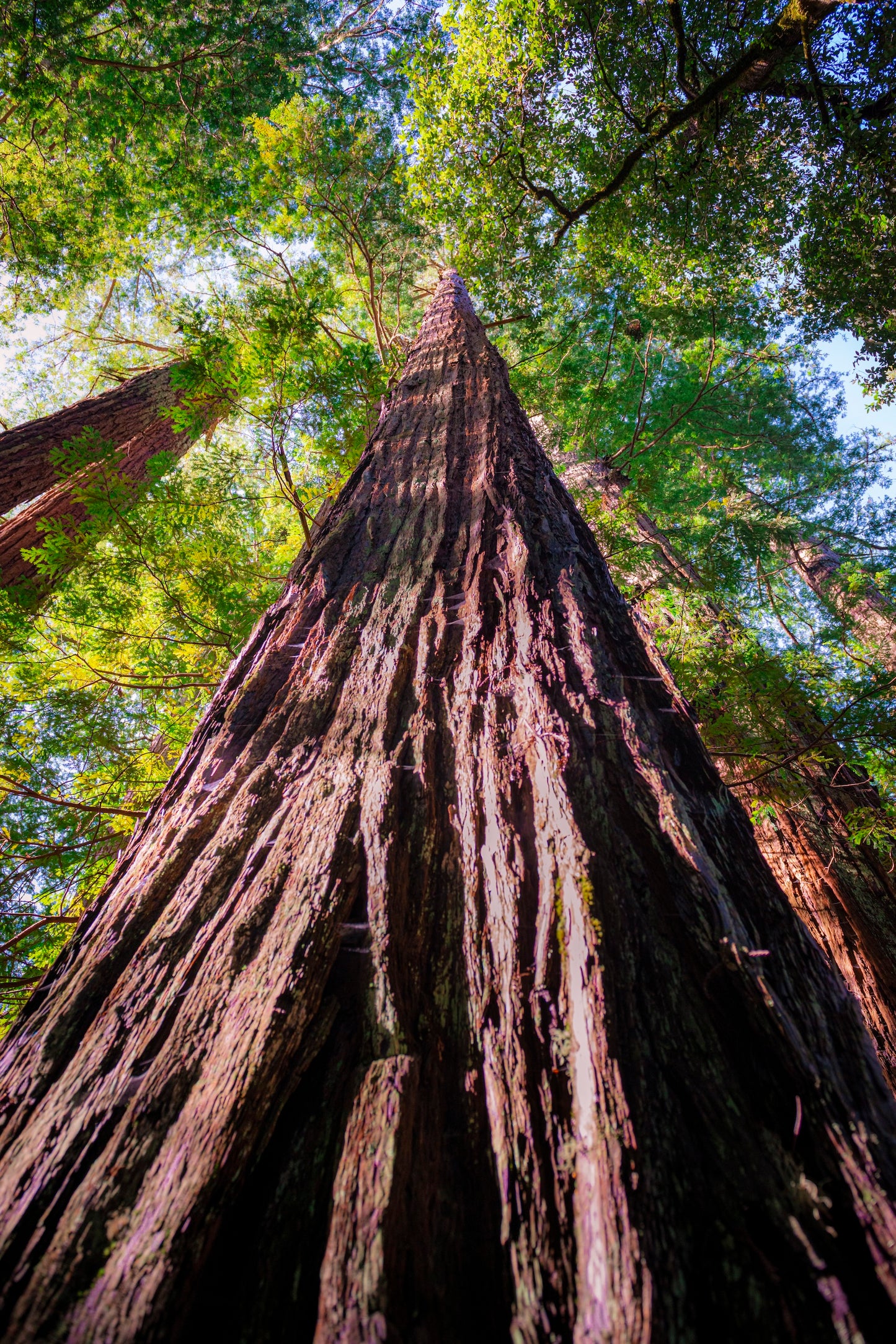 Redwood Tree San Francisco