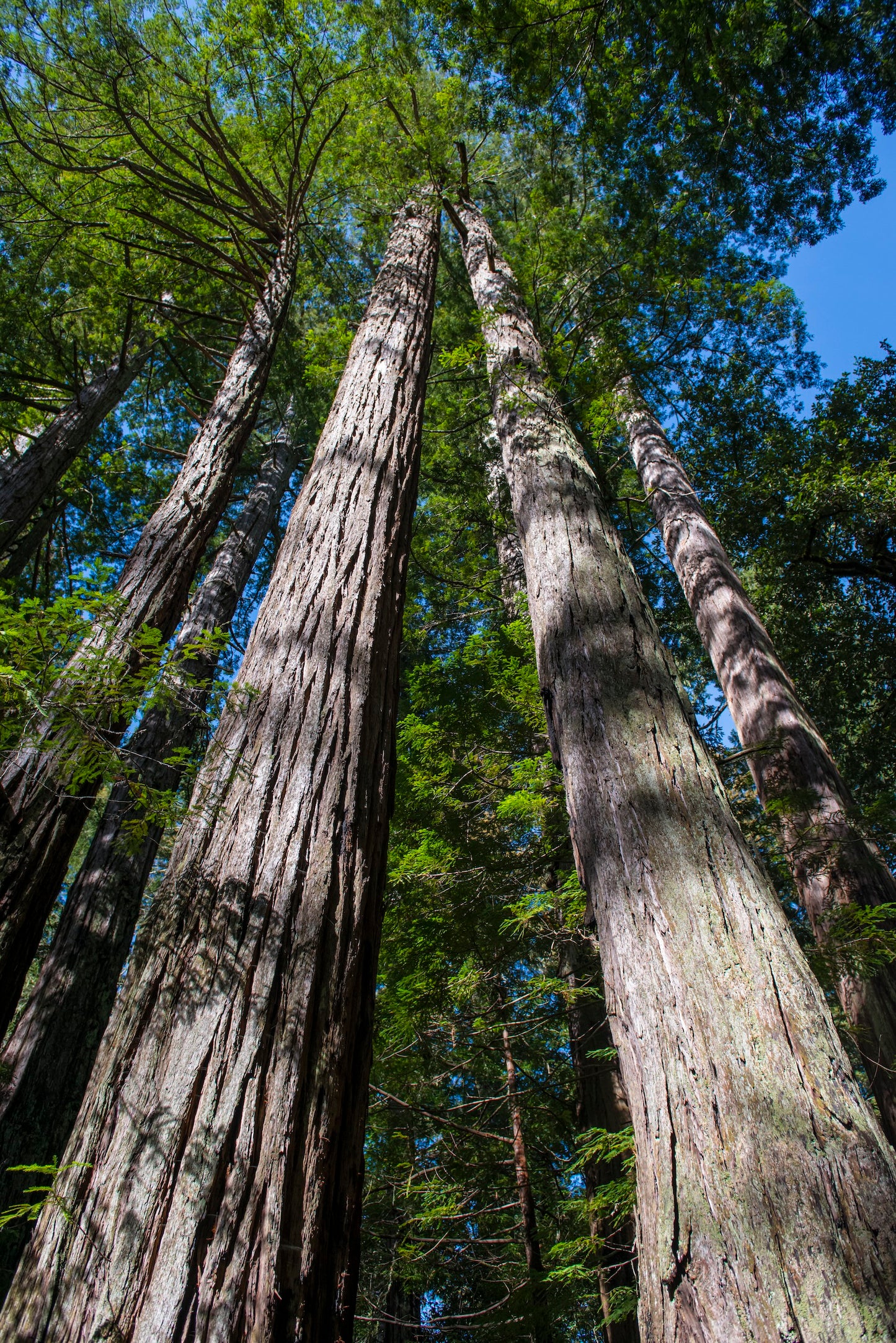 Redwood Forest San Francisco
