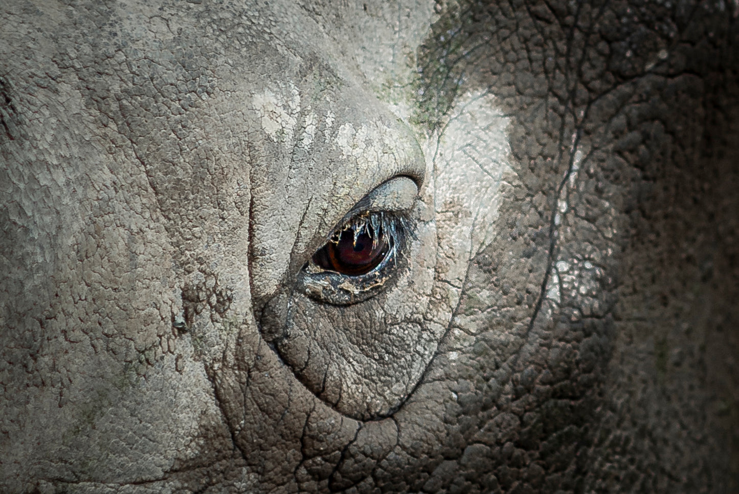 Rhino Eye