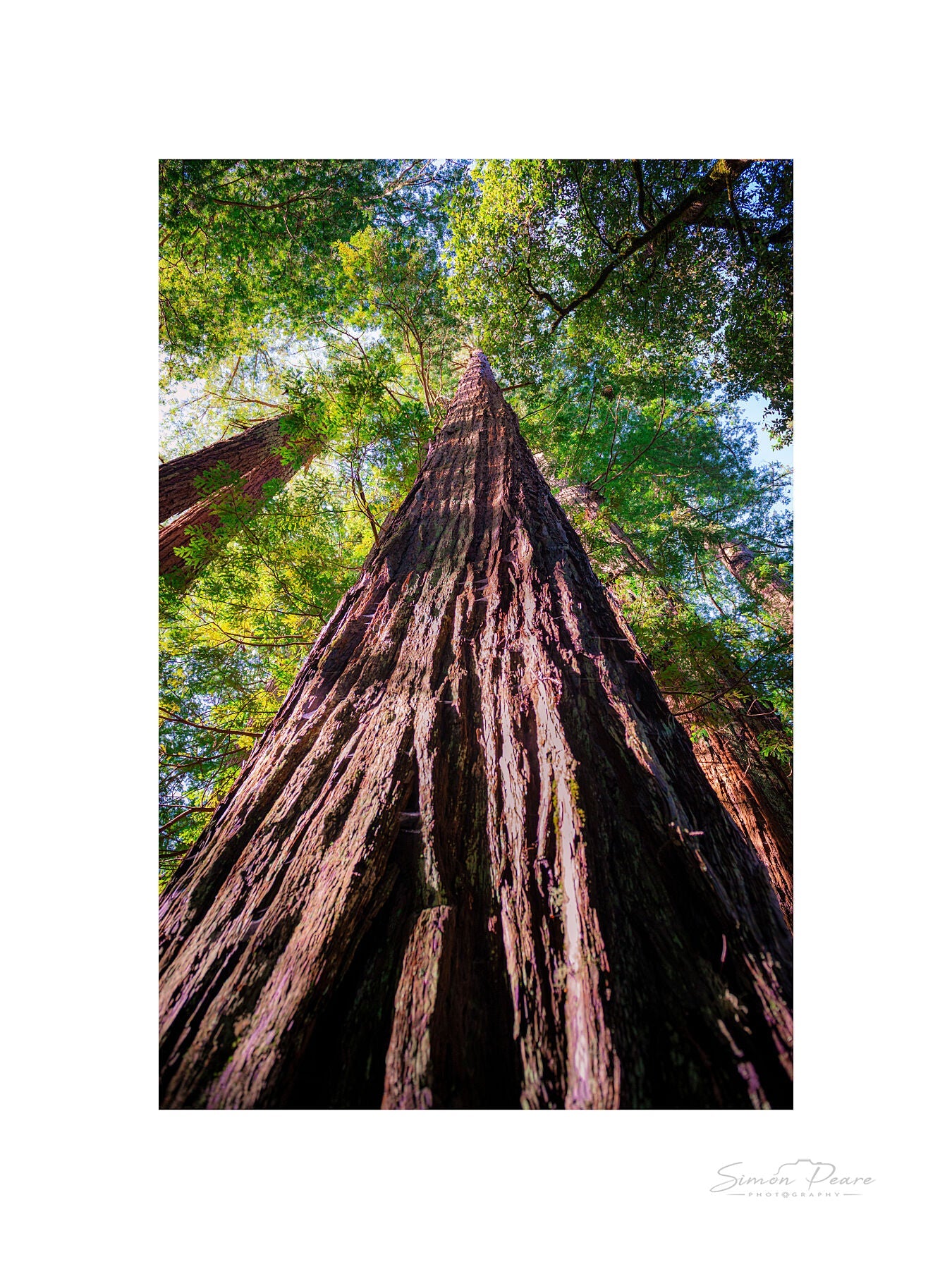 peare-photography-fine-art-print-gift-card