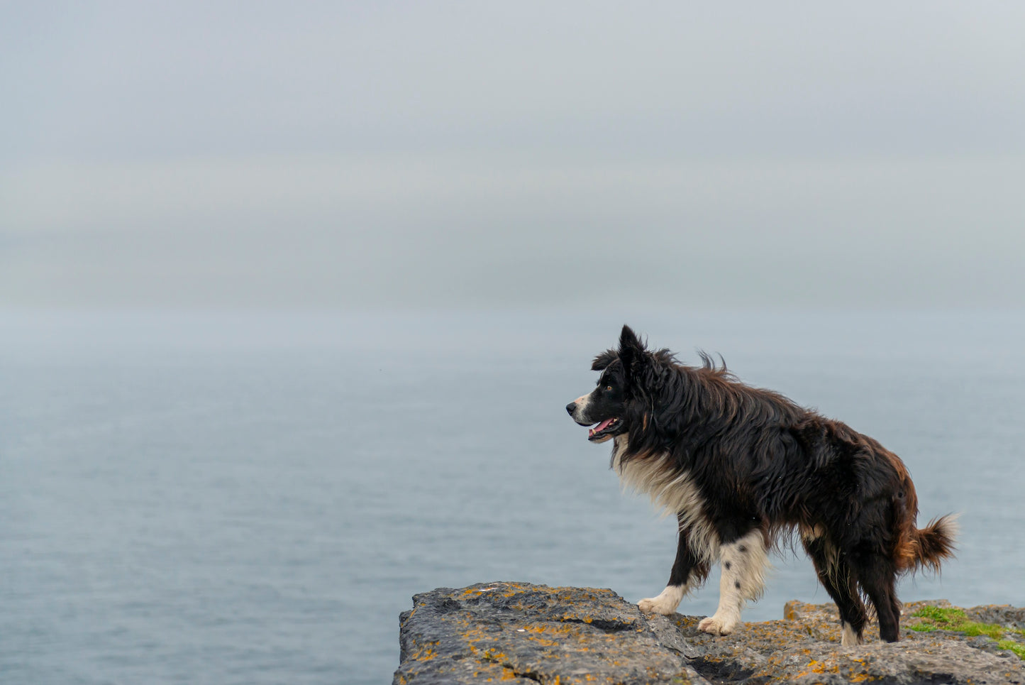 Aran Island Dog