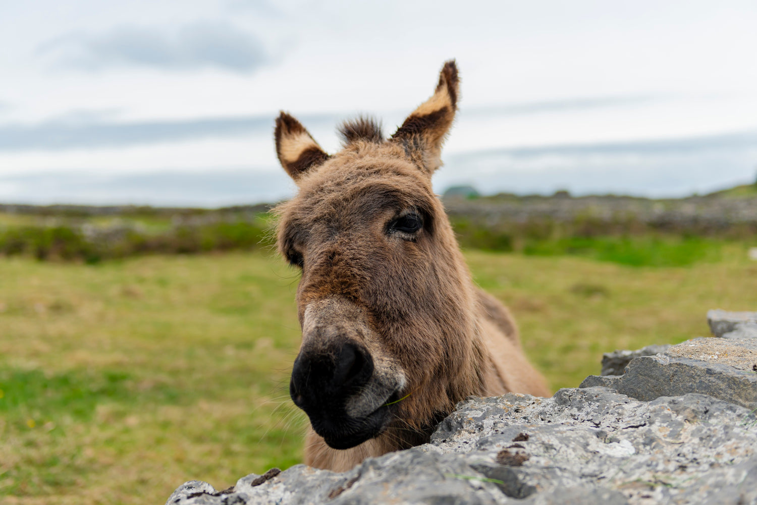 Aran Island donkey Ireland fine art photography print Irish wildlife rural life