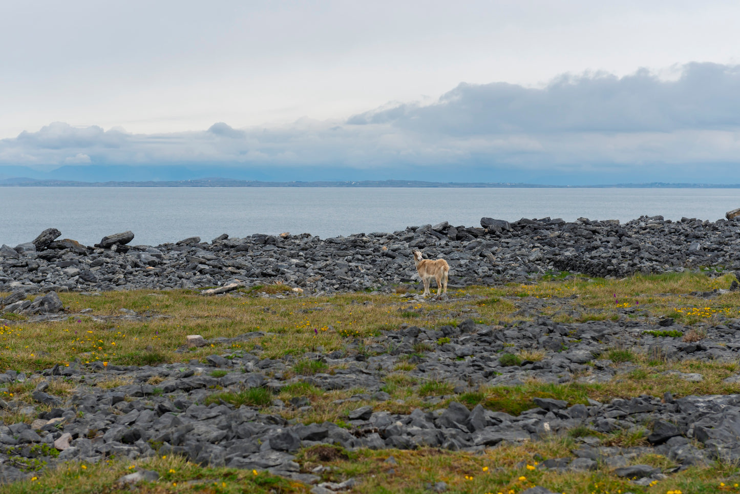 Aran Island Goat