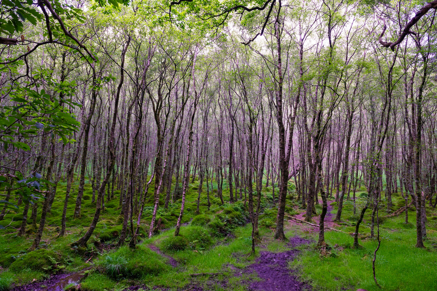 Glendalough Trees