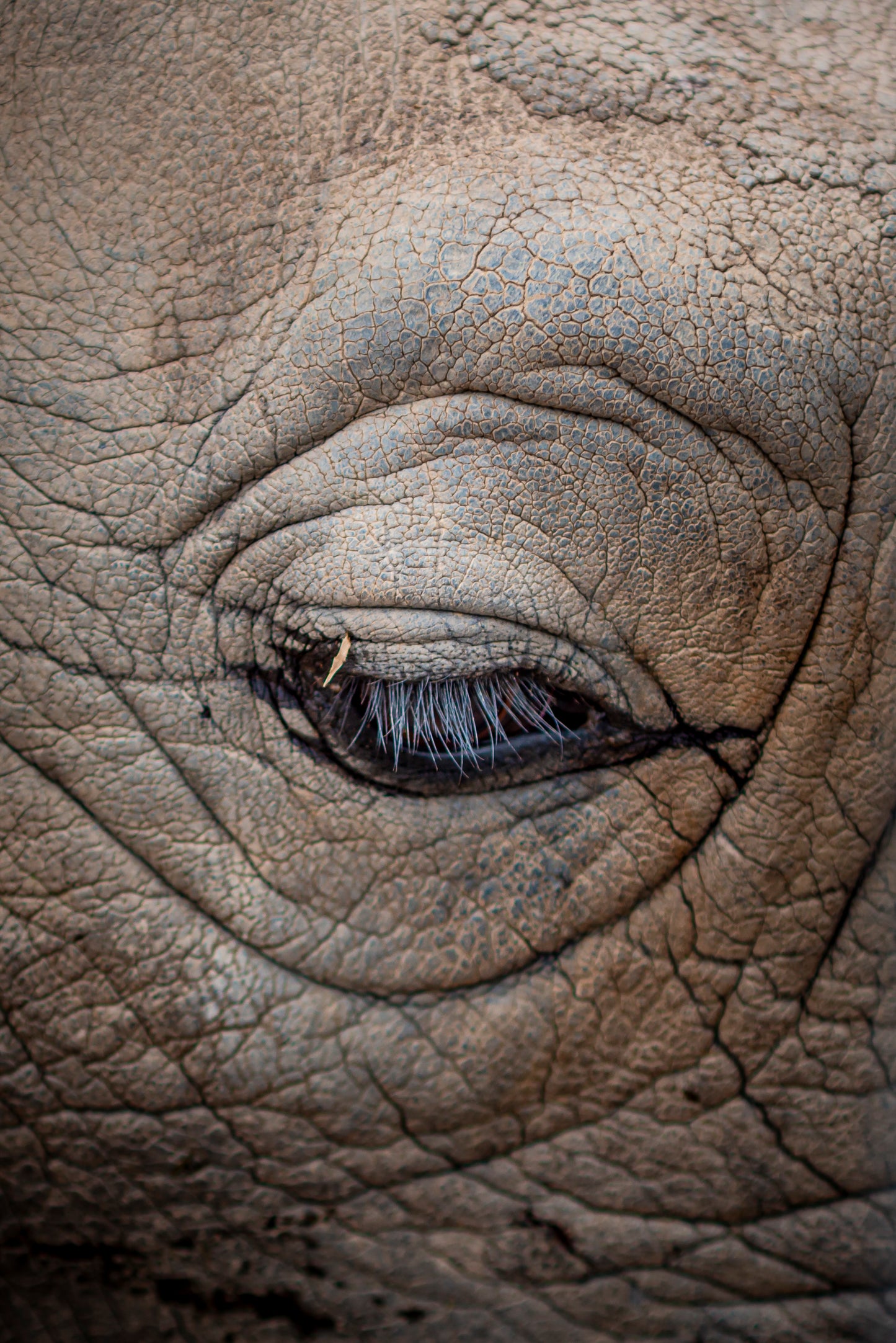 Rhino Eye Portrait