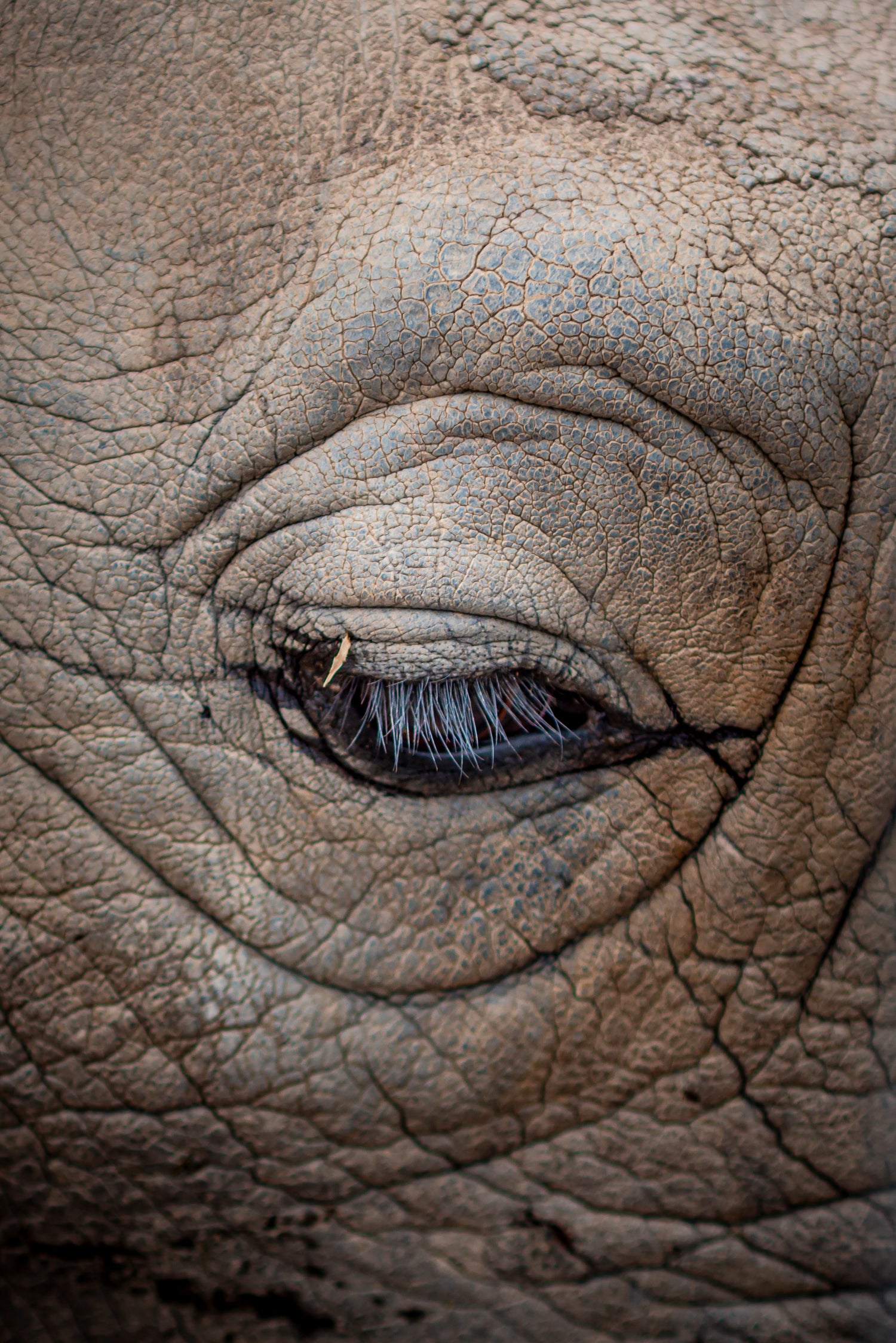 Rhino eye close-up fine art photography print wildlife animal detail portrait