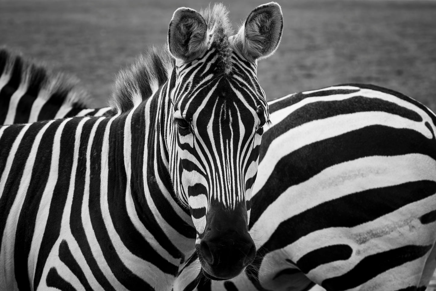 Zebra