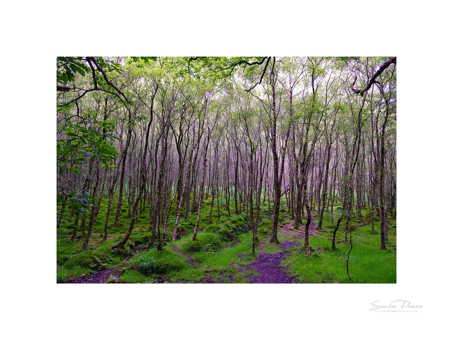 peare-photography-fine-art-print-gift-card